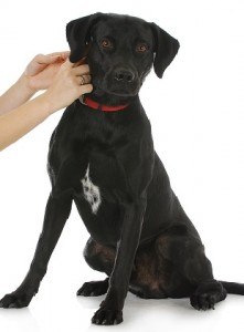 Hundehalsbänder mit QR-Code bieten zusätzlichen Schutz.